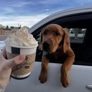 A golden retriever leaning out a car window next to a Spoof's cup